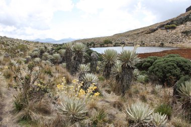 Bogot yakınlarındaki Sumapaz Paramo manzarası. Kolombiya, 