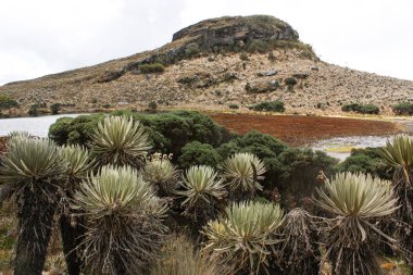 Bogot yakınlarındaki Sumapaz Paramo manzarası. Kolombiya 'da 