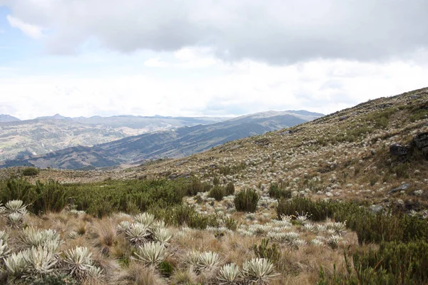 ブゲット近くのスマトラ パラモの風景 コロンビアは 固有植物 Frailejones とアンデス山脈を背景にしています 南アメリカコロンビアの丘トレッキング スポーツウォーキング — ストック写真