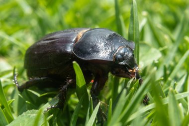 Makro fotoğraftan siyah böceğe. Güneşli havada yeşil çimlerde sürünüyorlar.