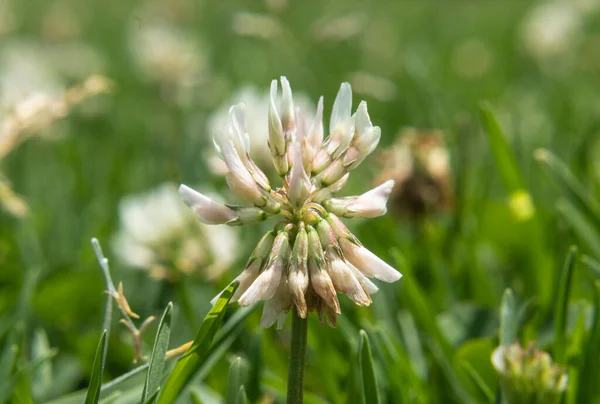 晴れた日に緑の芝生で育つ野生の花へのマクロ写真 — ストック写真