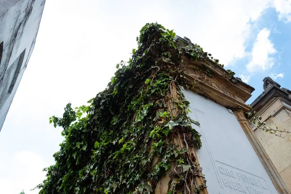 Une Ancienne Crypte Mausolée Pleine Plantes Grimpantes Mousse Cimetière Central — Photo
