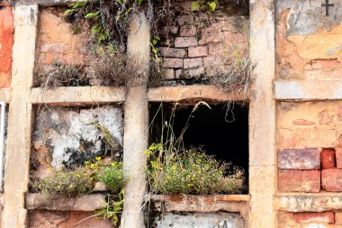 Mezarı olan eski Kolombiya mezarlığa bitki ve yosun açtı.