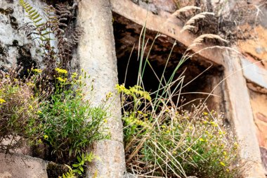 Mezarı olan eski Kolombiya mezarlığa bitki ve yosun açtı.