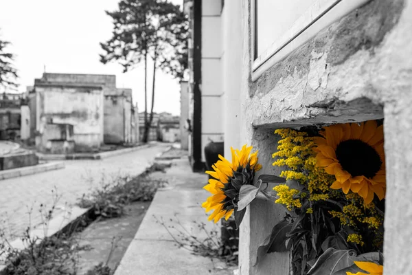 Girassóis Com Pequenas Flores Amarelas Cemitério Lápide Forografia Preto Branco — Fotografia de Stock