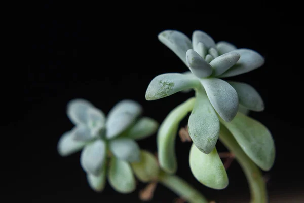 Macro Photography Two Green Succulent Plant Black Background Interior Design — Stock Photo, Image