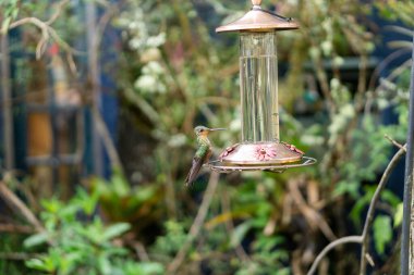 Sarı ve yeşil sinekkuşuna yakın doğada yaşayan bir su kuşunun üzerinde.