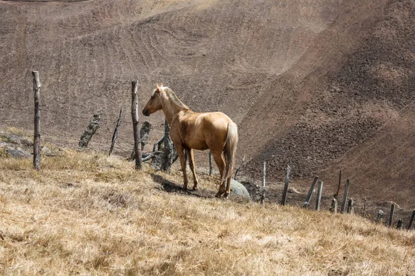 A beautiful brown yellow horse in countryfield with brown crop mountain at sunny day background