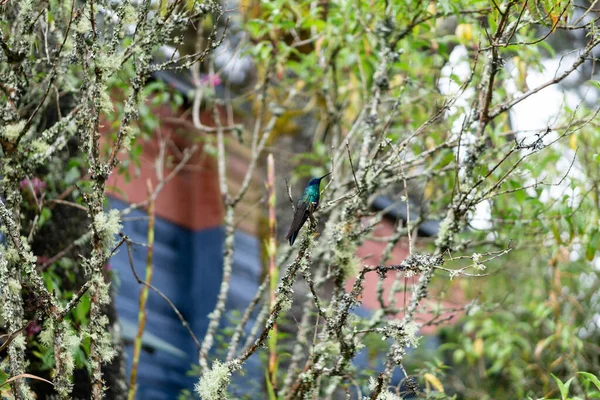 Закройте Зеленой Синей Колибри Деревянную Ветку Зеленом Фоне Природы — стоковое фото