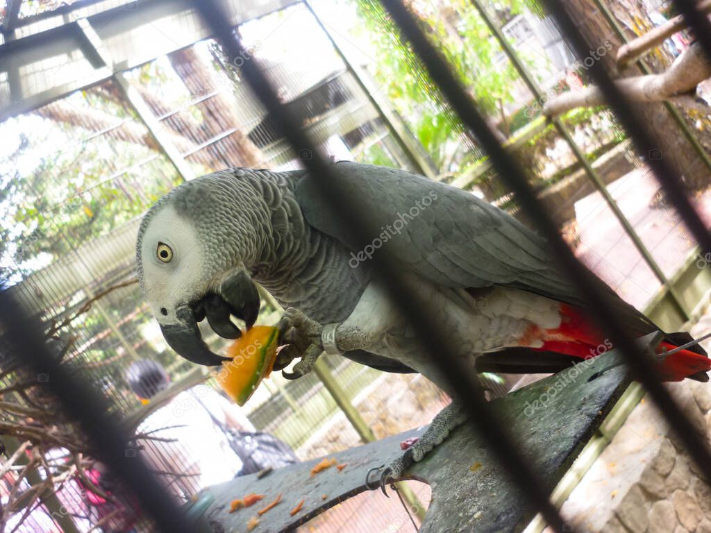 Closed up to an African grey parrot with red tail eating a cantaloupe into a zoo cage.