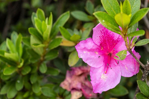 緑の葉や葉の上に美しい夏のピンクの花に近い — ストック写真