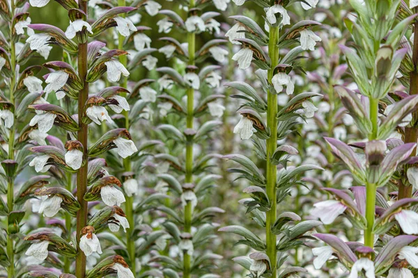 Close Van Een Geweldige Zomer Witte Violette Bloemen Met Groene — Stockfoto