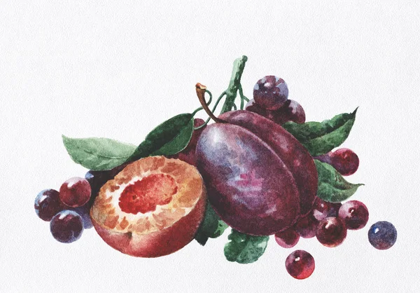 Heerlijke pruimen en druiven — Stockfoto