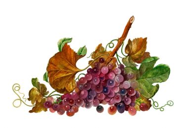 beyaz arka plan suluboya üzüm asma