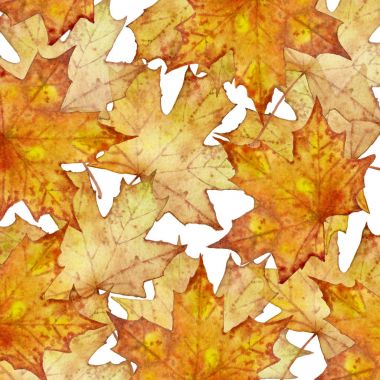 Akçaağaç yaprakları beyaz arkaplanda. Tasarım ve yazdırma için zarif akçaağaç yaprağı arkaplanı.