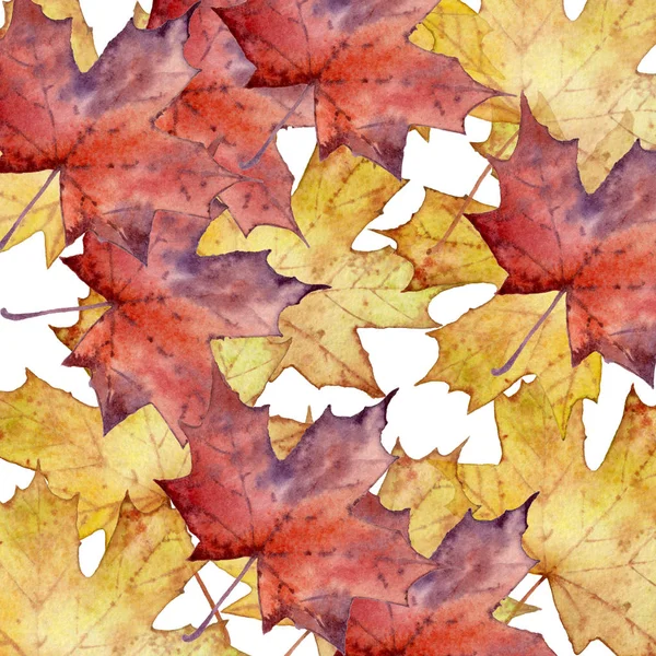 maple leaves on a white background