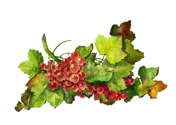 白い背景に赤スグリの枝 白い紙に果物の水彩 — ストック写真
