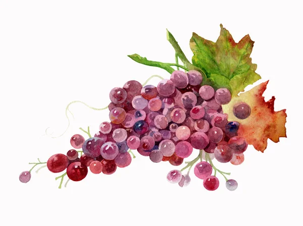Weinrebe Auf Weißem Hintergrund Schöne Aquarelle Rosafarbene Trauben Eine Weintraube — Stockfoto