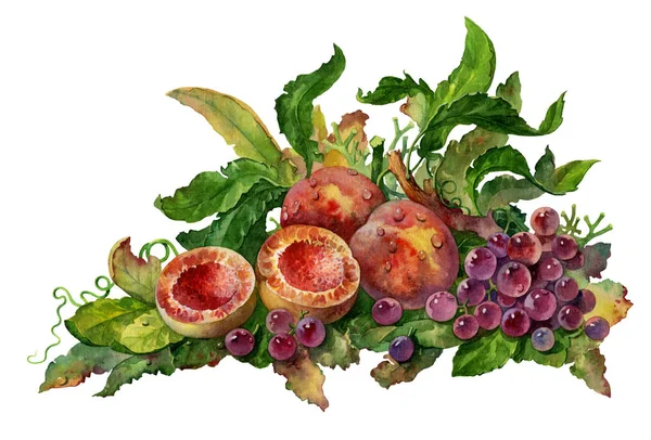 桃とブドウ 白い背景に果実を熟す 水彩画で描かれた美しい果物 白い背景に孤立したカラフルな果物 — ストック写真