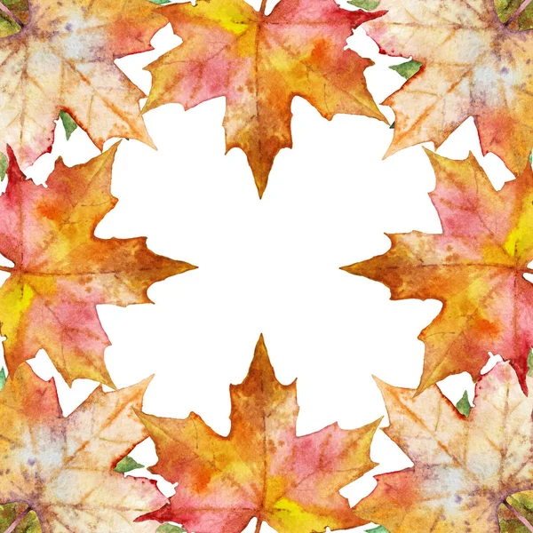 maple leaves on a white background watercolor