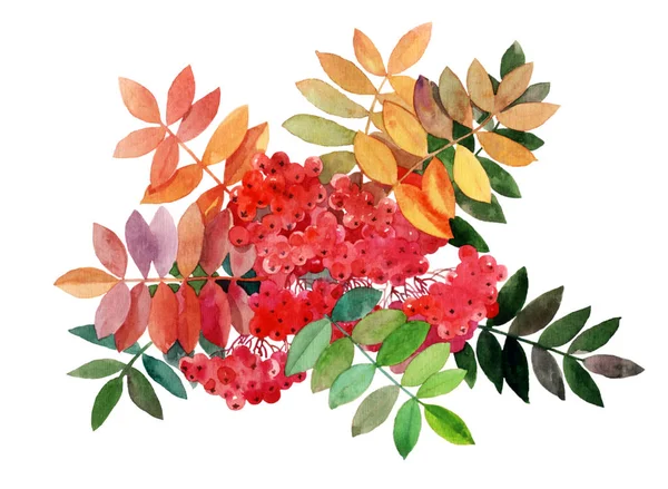 赤い提灯 白い紙の上の水彩画 秋のベリーと葉の花束 ロイヤリティフリーのストック画像