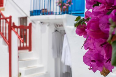 Mykonos mor çiçekler