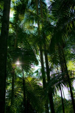 palmtrees ormanlarında