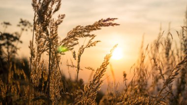 Sunset Arkaplanlı Çimen