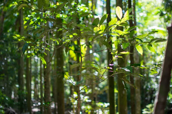 Foresta sfocata con luce solare — Foto Stock