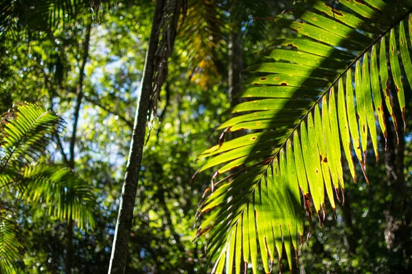 Foresta pluviale sulla Gold Coast dell'Australia — Foto Stock