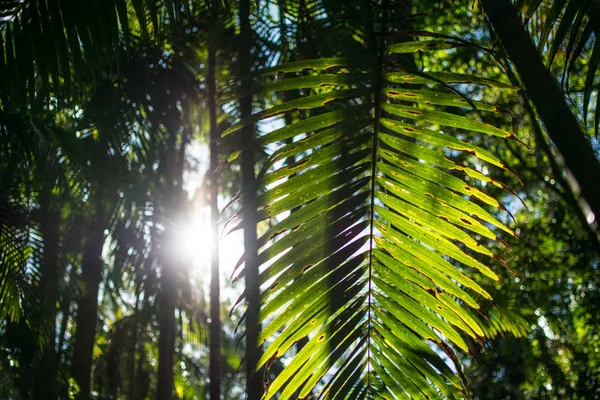 Foresta pluviale tropicale in Australia — Foto Stock