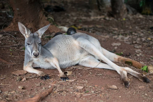 Komik kanguru uyku aşağı döşeme — Stok fotoğraf