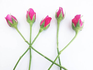 beyaz üzerine pembe Gül