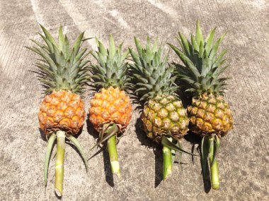 Çimento katta izole ananas