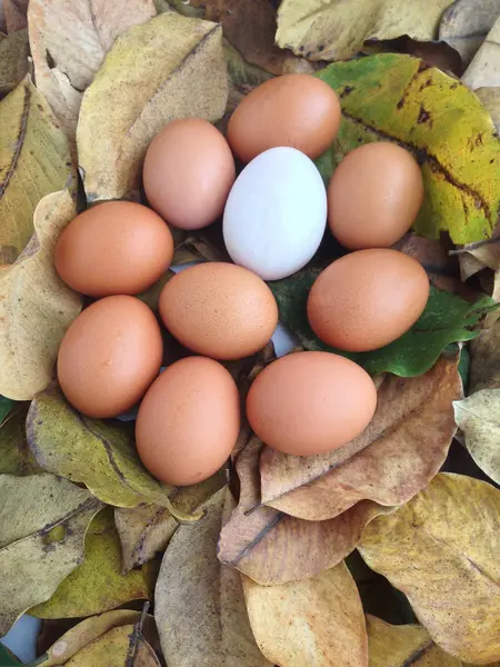 Качка і курячі яйця на сухому листі — стокове фото