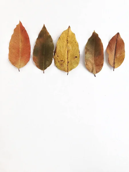 Folhas secas no fundo branco, espaço livre para texto — Fotografia de Stock