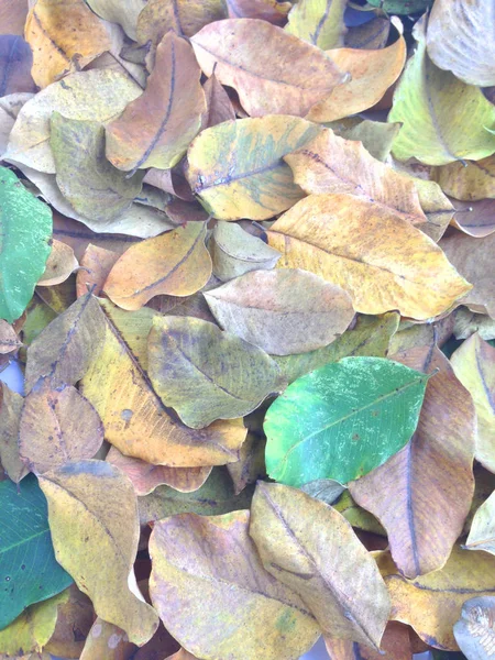 Färgglada av torra löv — Stockfoto