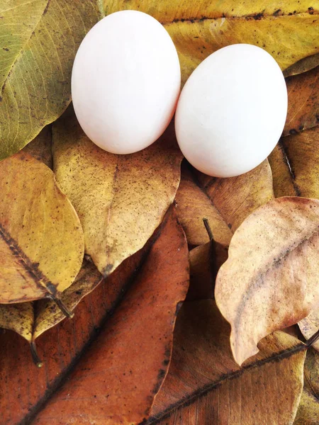 Ovos de pato em folhas secas — Fotografia de Stock