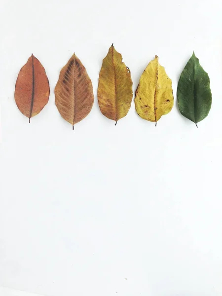 Trockene Blätter auf weißem Hintergrund, freier Raum für Text — Stockfoto
