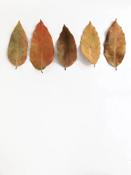 Folhas secas no fundo branco, espaço livre para texto — Fotografia de Stock
