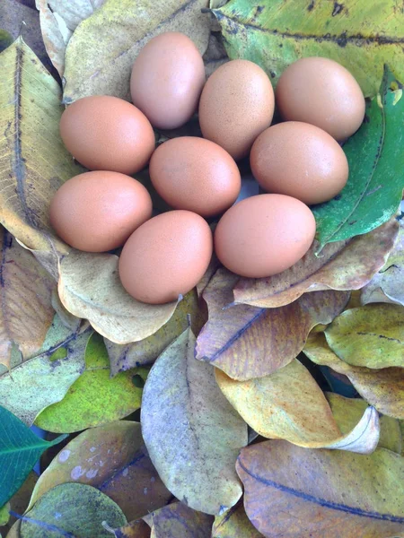 Курячі яйця на сухому листі — стокове фото