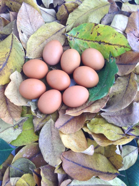 Куриные яйца на сухих листьях — стоковое фото