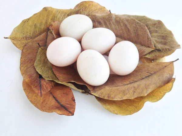 Duck eggs on dry leaves — Stock Photo, Image