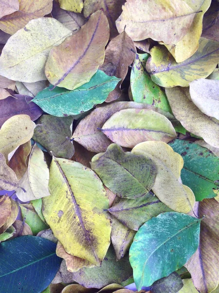 stock image colorful of  dry leaves