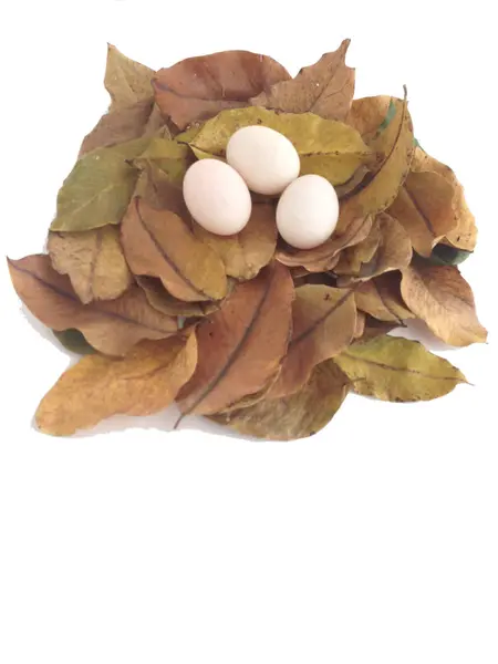 Ovos de pato em folhas secas — Fotografia de Stock