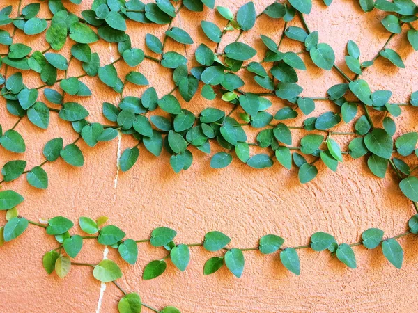 Eski gül çimento duvarda yeşil Velcro ağaç.