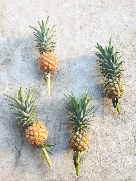 ananas çimento katta