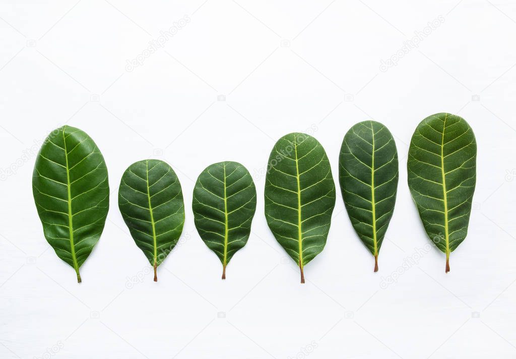 Green leaves yellow veins of  Cashew on white wooden background 