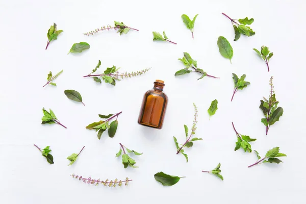 Aceite Esencial de Albahaca Santa en una Botella de Vidrio con Fresco Santo Basi — Foto de Stock