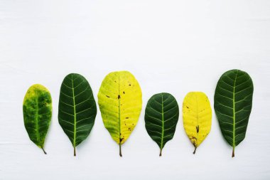 Kaju yeşil ve sarı yaprakları beyaz arka plan üzerinde. Polisle